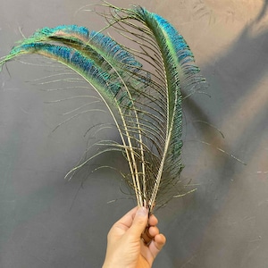 クジャクの羽(5本セット)