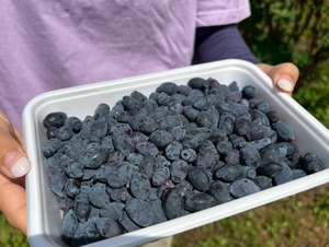 【2026年産・新物】北海道・厚真町産／農園直送 ＜冷凍ハスカップ＞500g