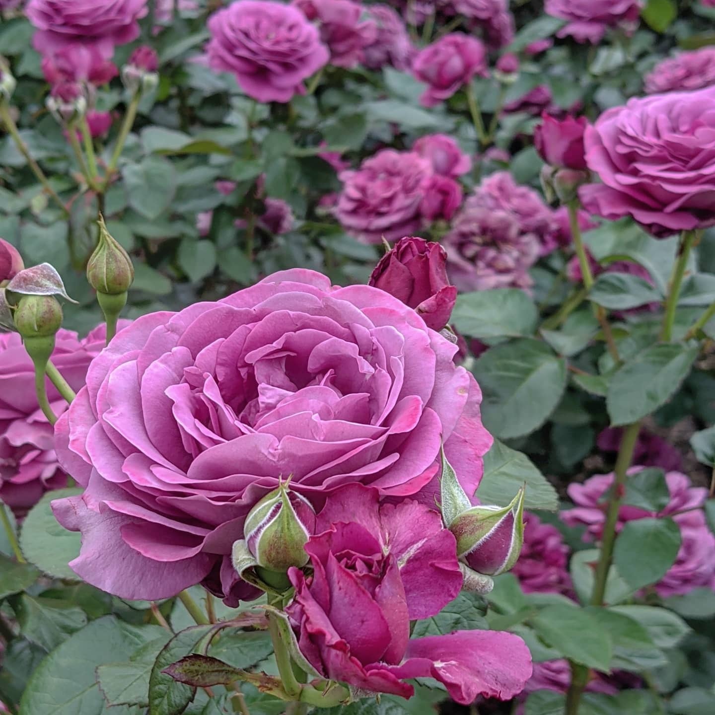 プラム パーフェクト | 天空のバラ園(無農薬バラ苗・花苗・クレマチス