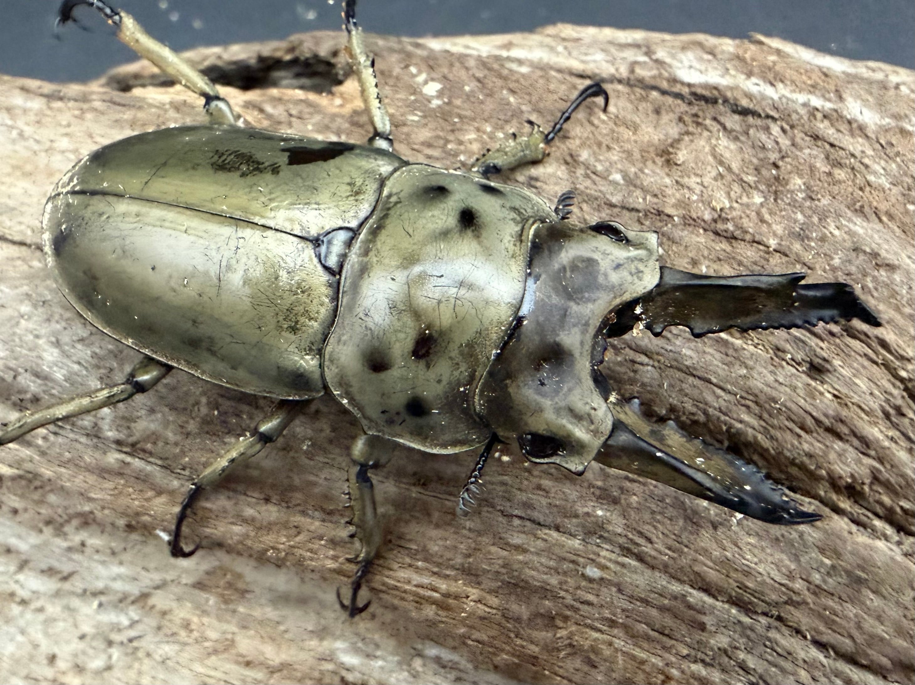 オウゴンオニクワガタの仲間 | KPW公式オンラインショップ