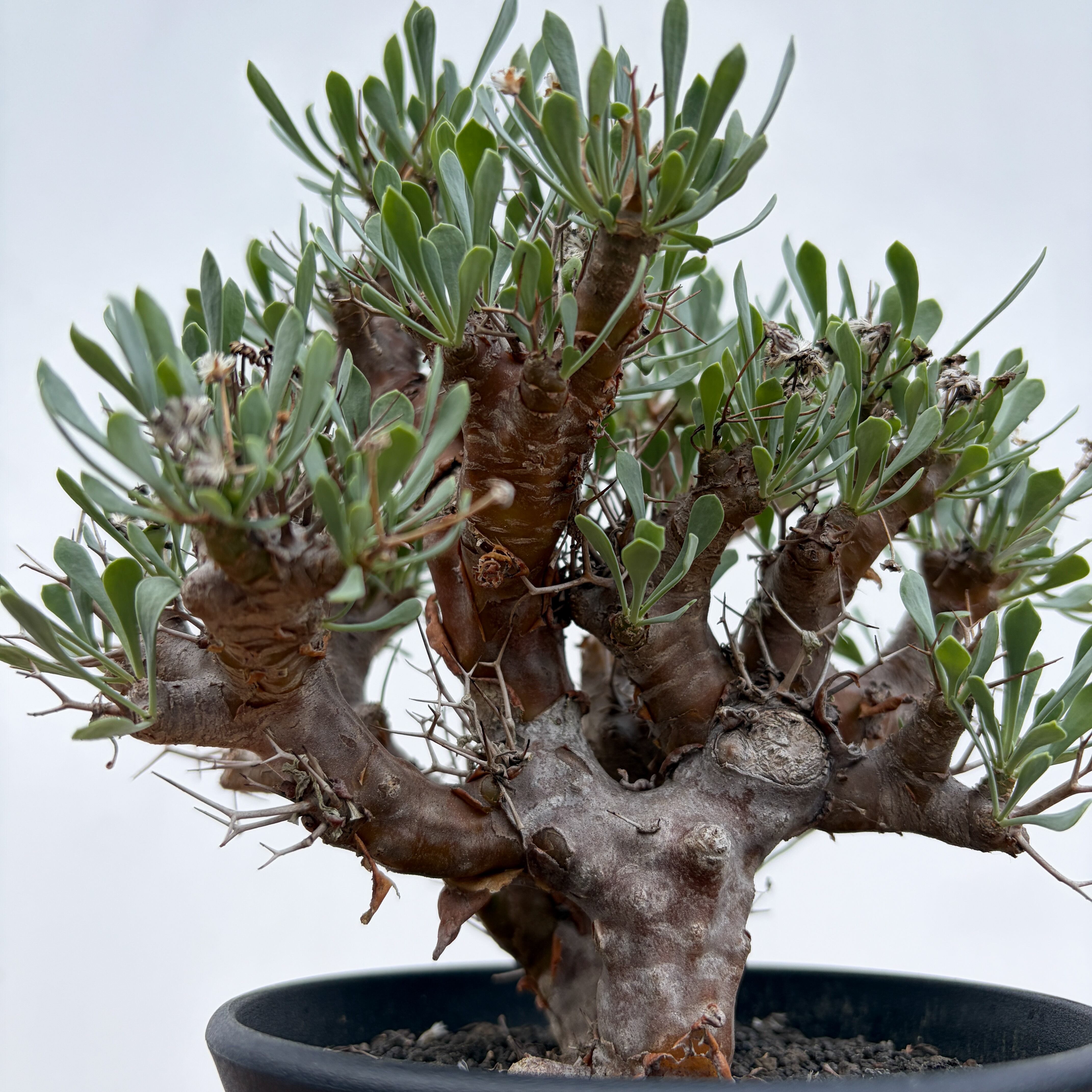 Othonna euphorbioides【オトンナ・ユーフォルビオイデス・実生