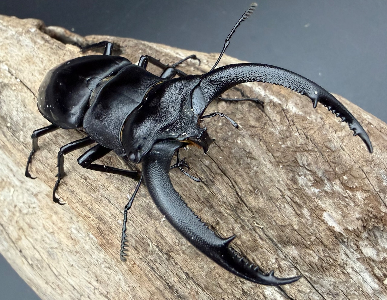 【WD】《リノケロスフタマタ亜種chaudoiri 82.5mm ペア》