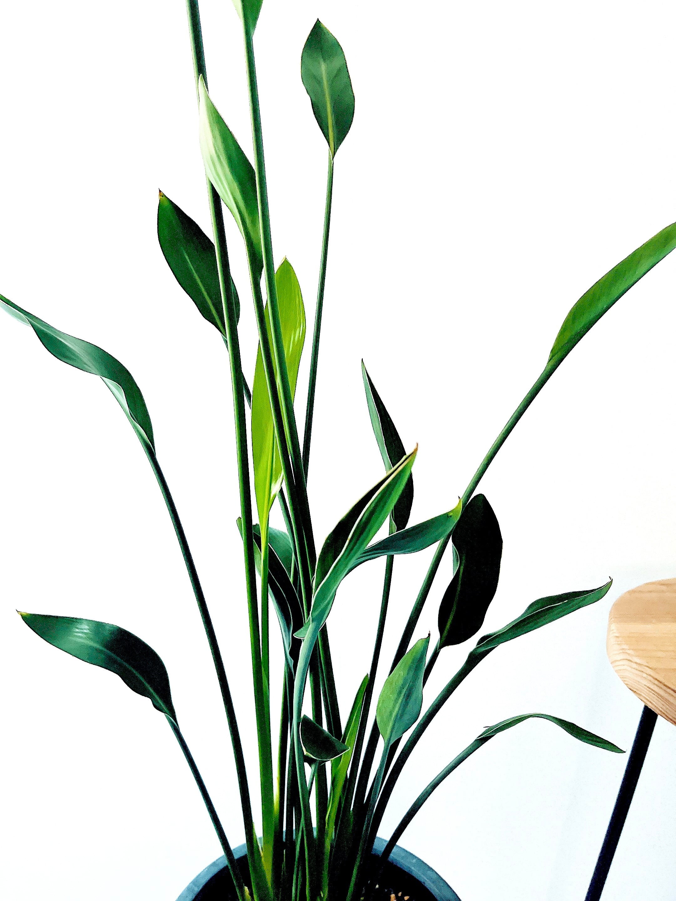 ストレリチア ノンリーフ ユンケア 希少 陶器鉢 ◎すぐ飾れる 観葉植物 ストレリチア ノンリーフ ユンケア 希少 陶器鉢 ◎すぐ飾れる | calm