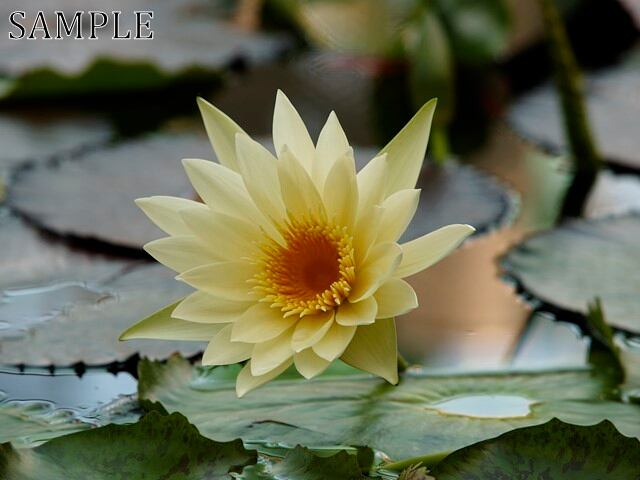 草津　蓮　TIFF (5)