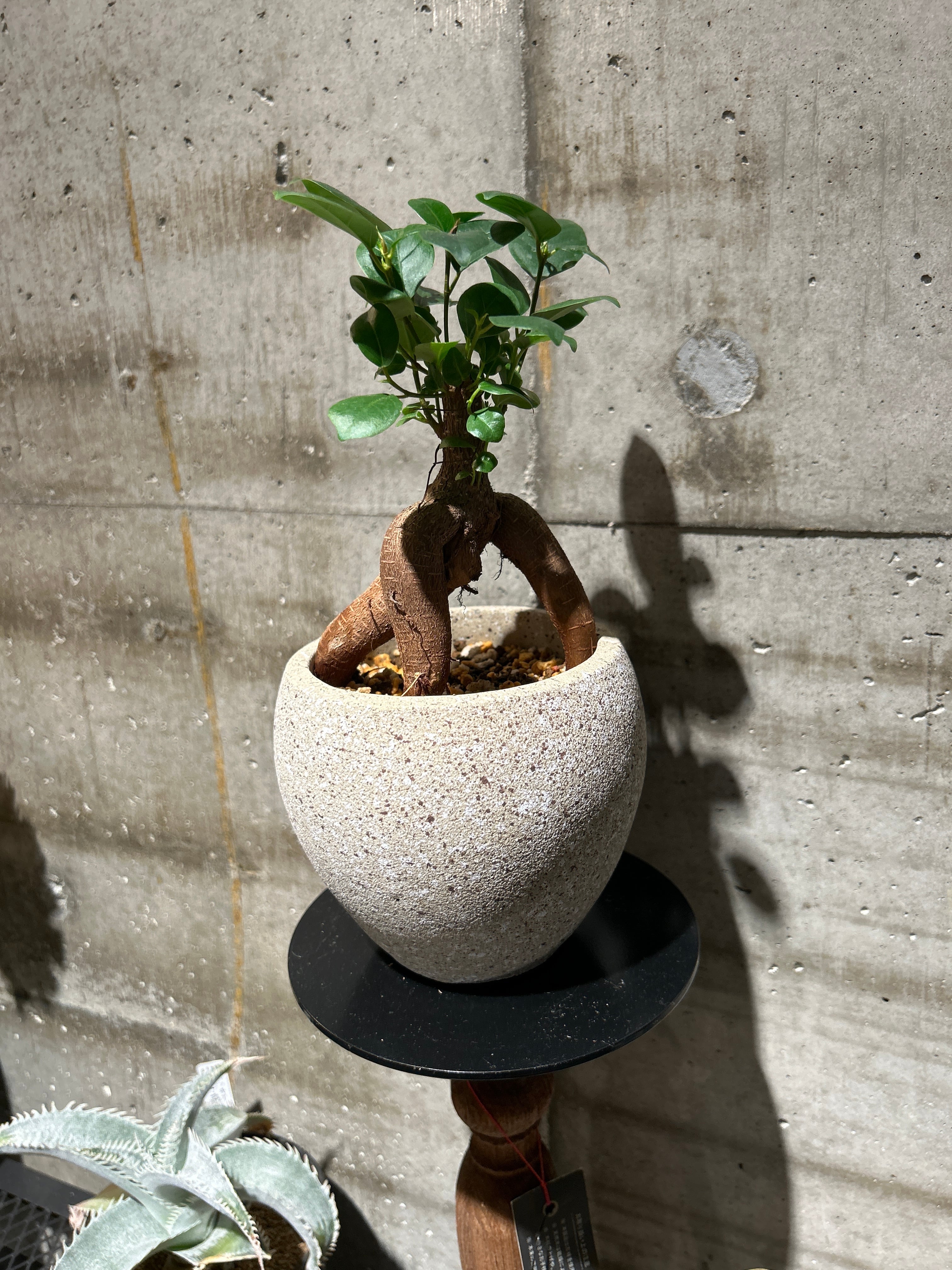 アデニウム モンスター3号 | 植物との暮らし apricot