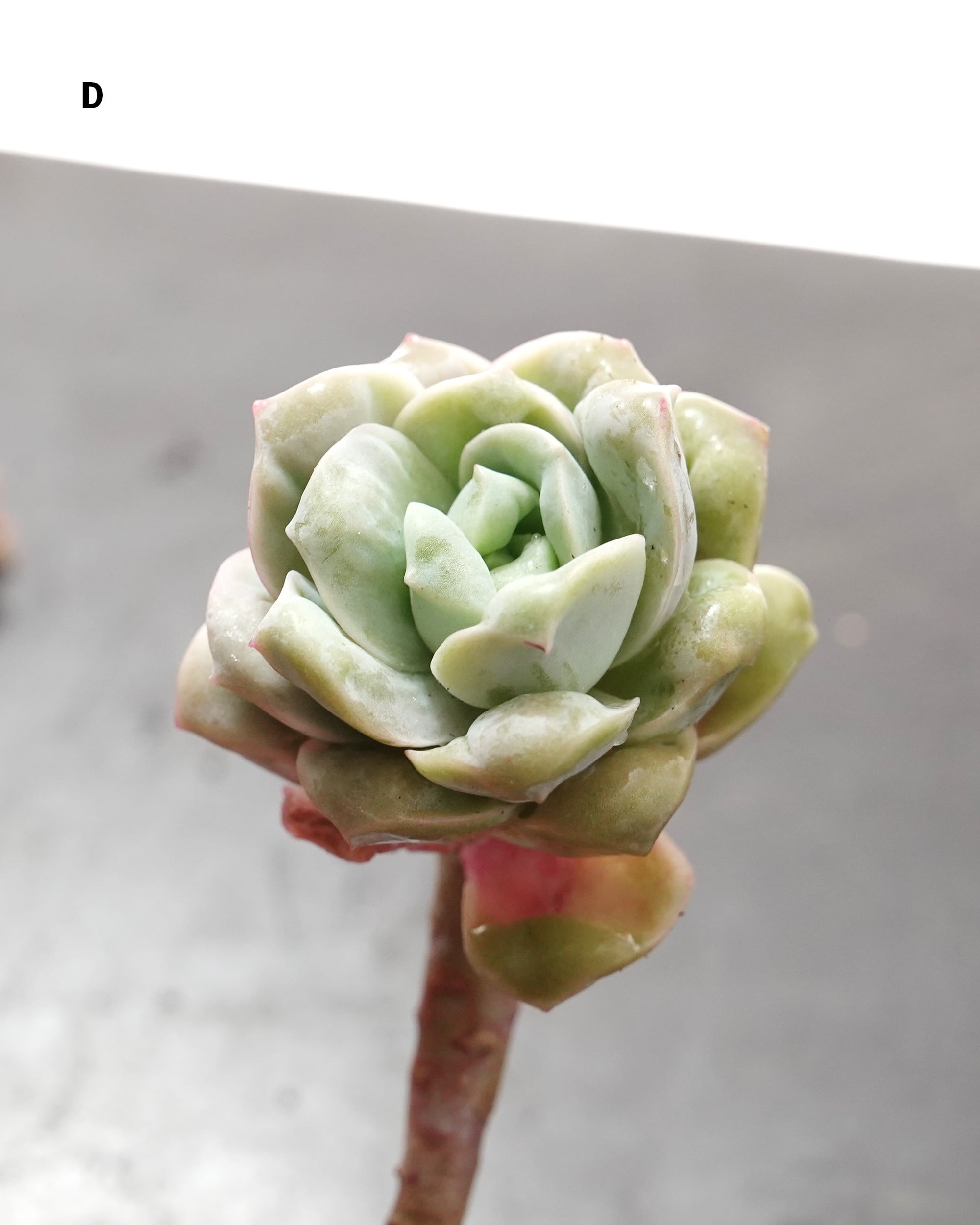 カット苗 ラブリーローズ ドロップス Echeveria 'Lovely Rose Drops