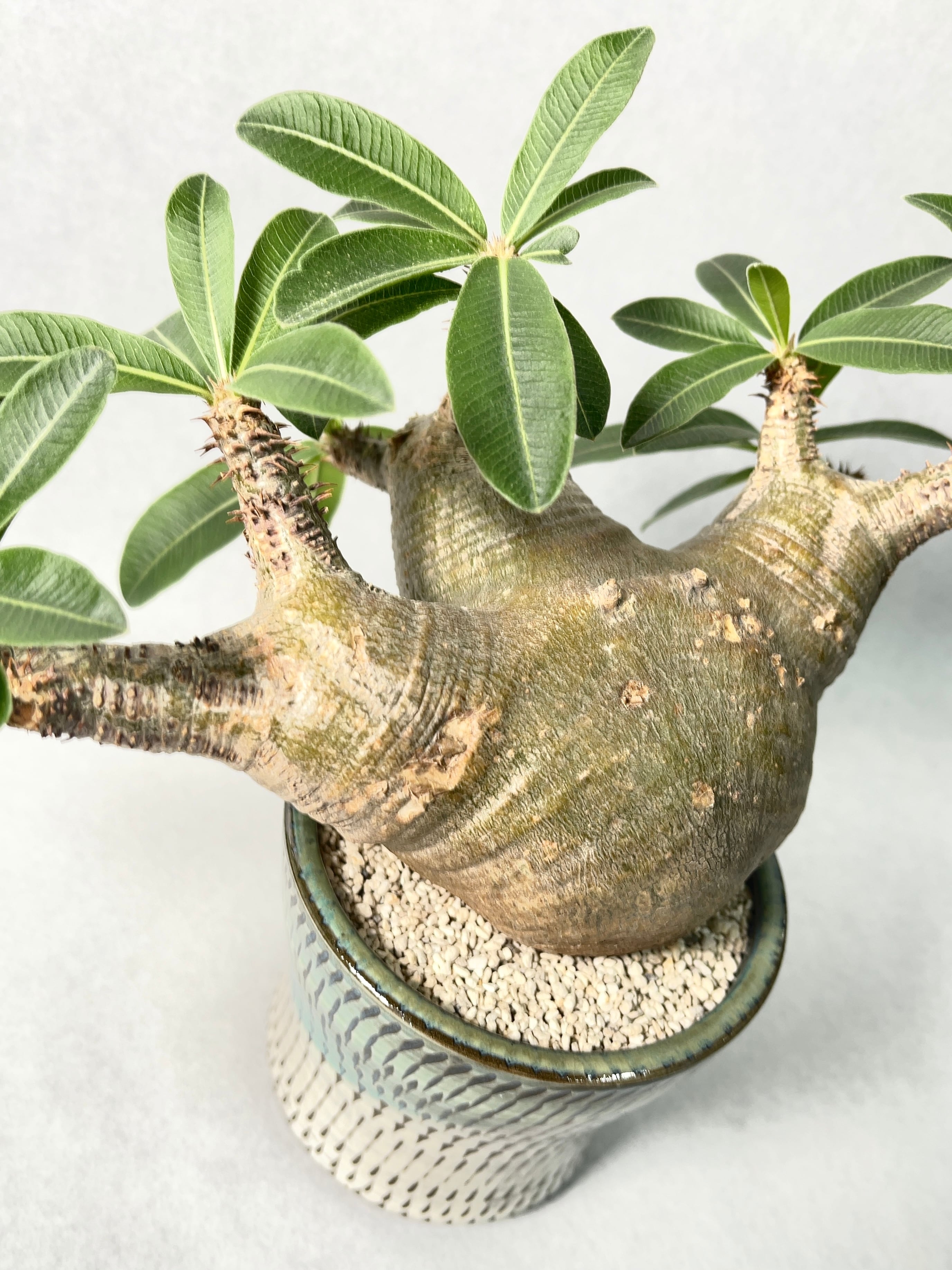 パキポディウム　ホロンベンセ　oroku pot Pachypodium horombenseパキポディウムホロンベンセ パキポディウム