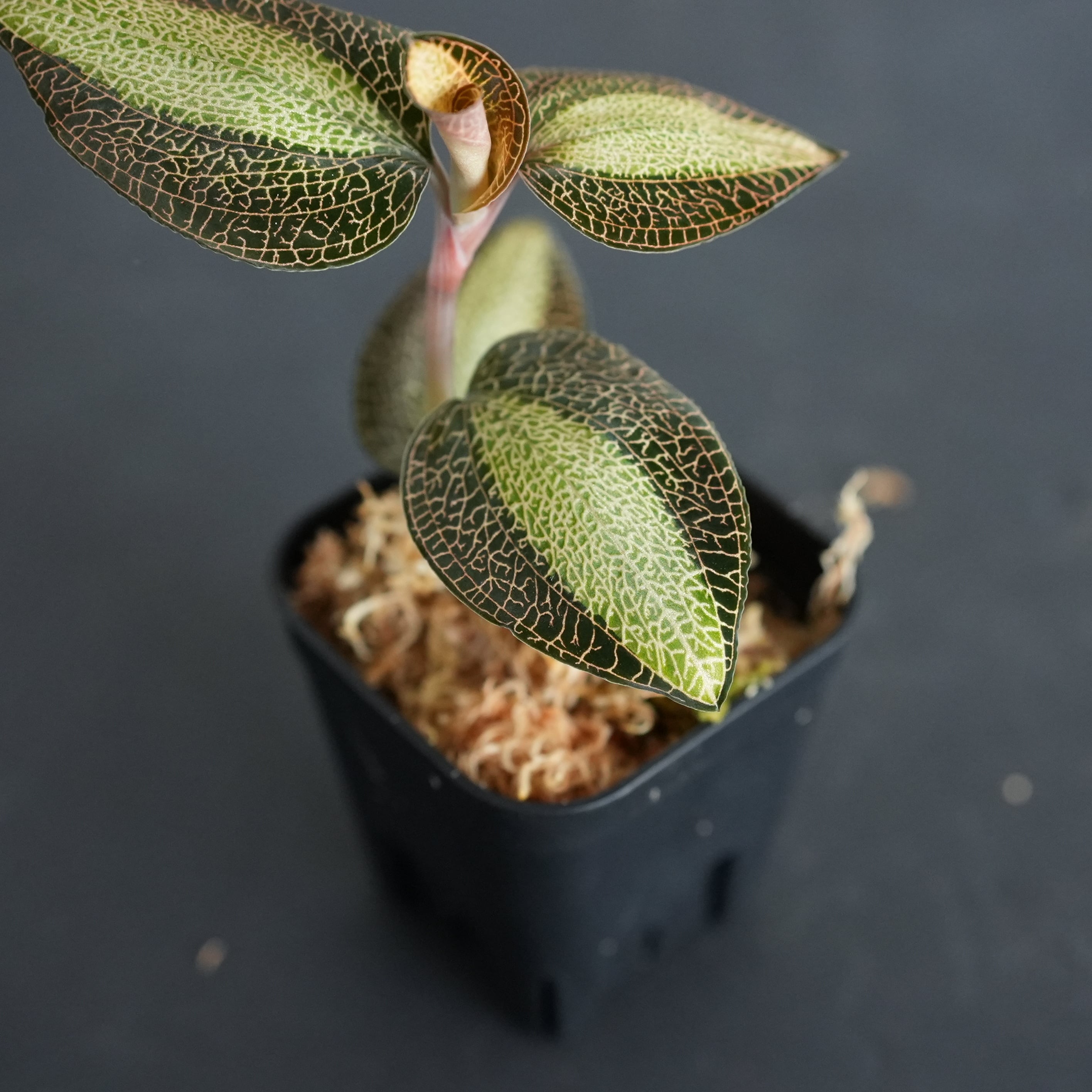 ◇現品◇Anoectochilus roxburghii JAPAN【ジュエルオーキッド宝石蘭