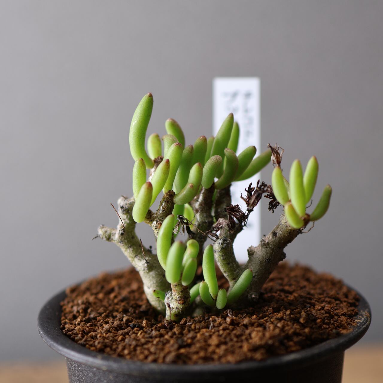 556『チレコドン ブッコルジアヌス』塊根植物 観葉植物【送料無料