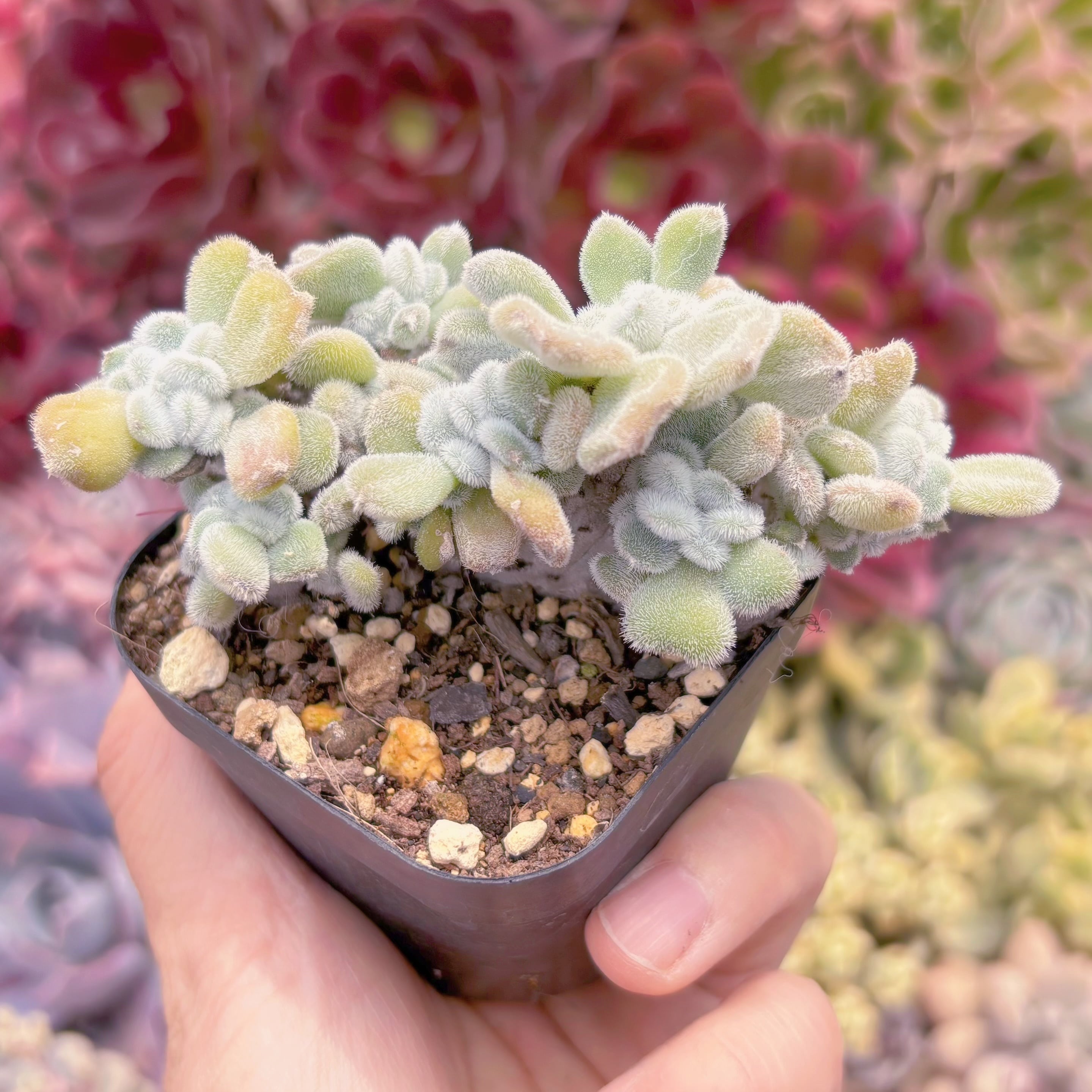 現品　雪錦星#614　るる農園