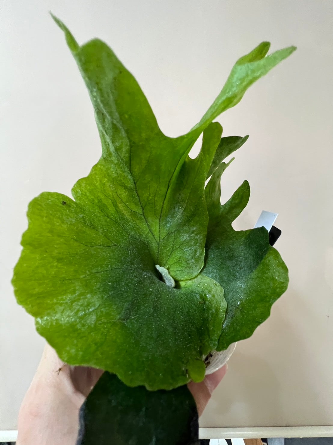 Plants.Links
