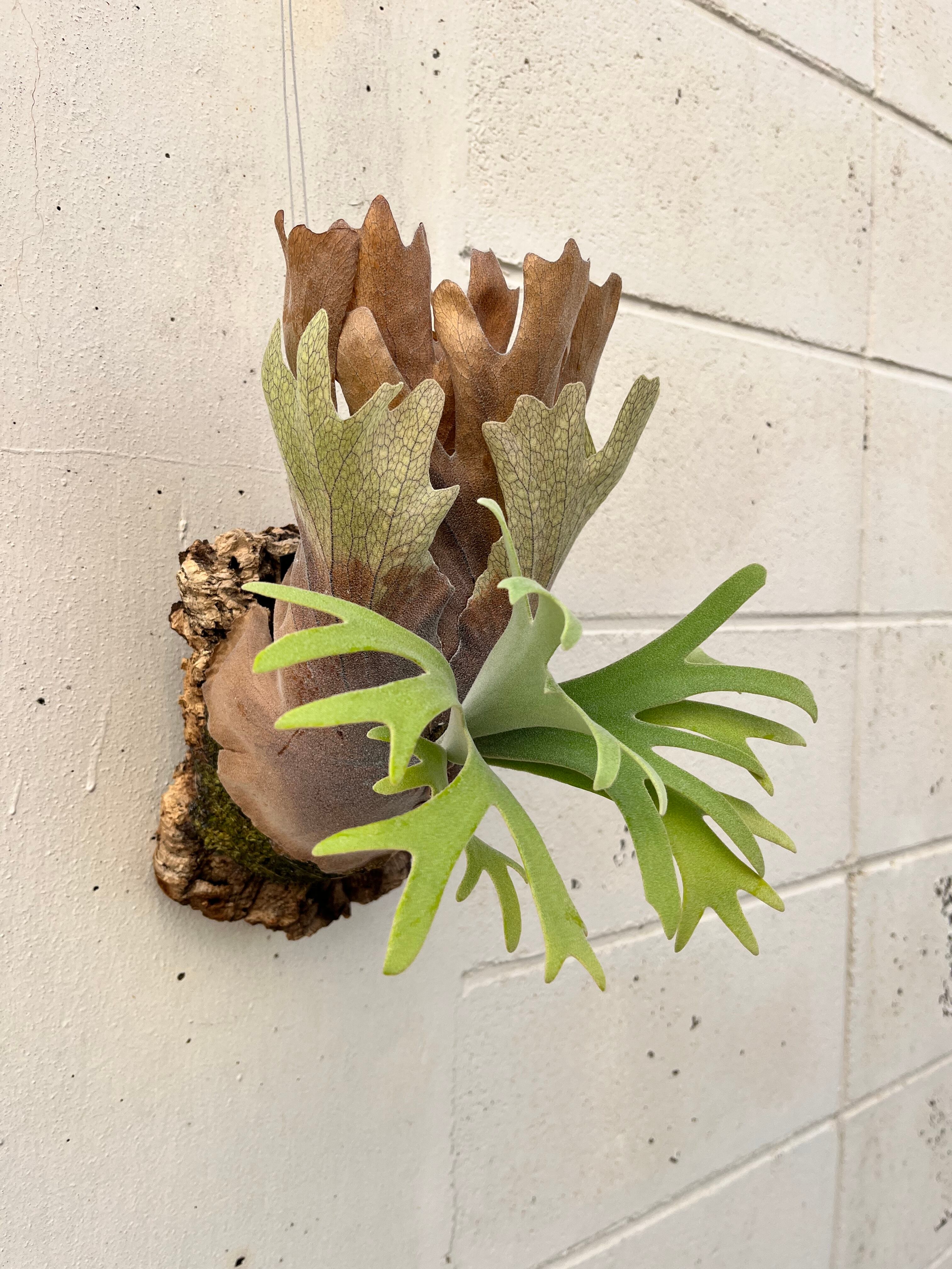 観葉植物】ビカクシダ P.willinckii cv andromeda