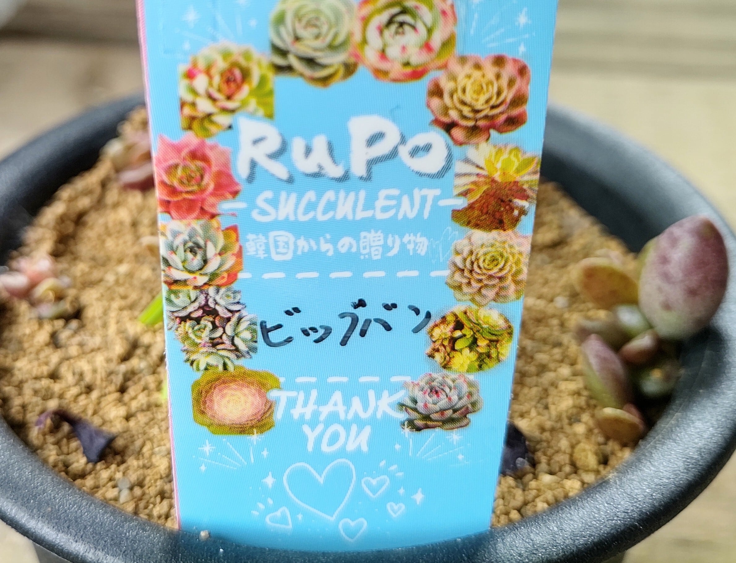 M)ビッグバン(アエオニウム) | RuPo 多肉植物専門店