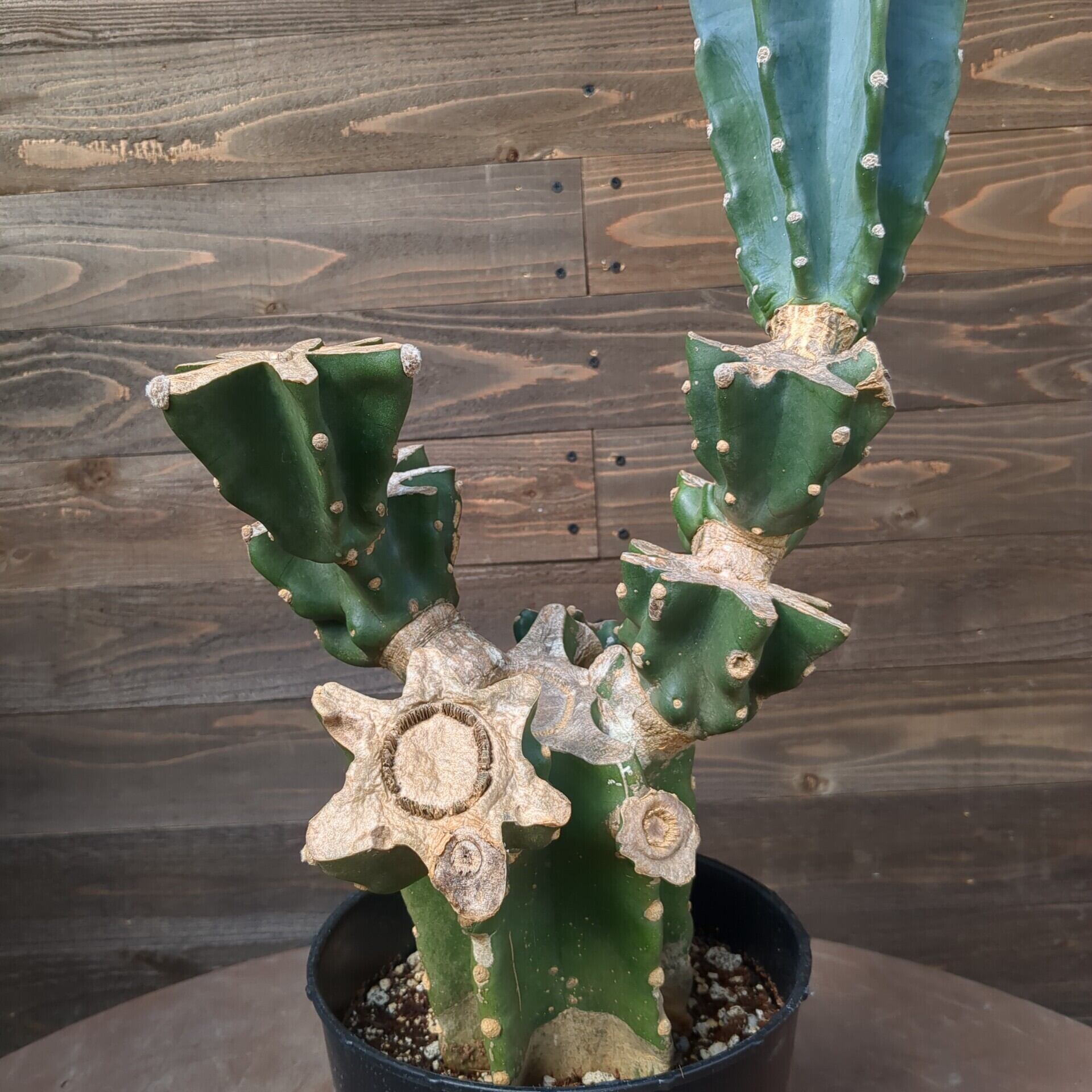 さぼてん 自宅繁殖苗 実生 ゲオヒントニア ほころびる メキシカーナ