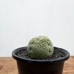Pseudolithos migiurtinus 【プセウドリトス・ミギウルティヌス・実生】