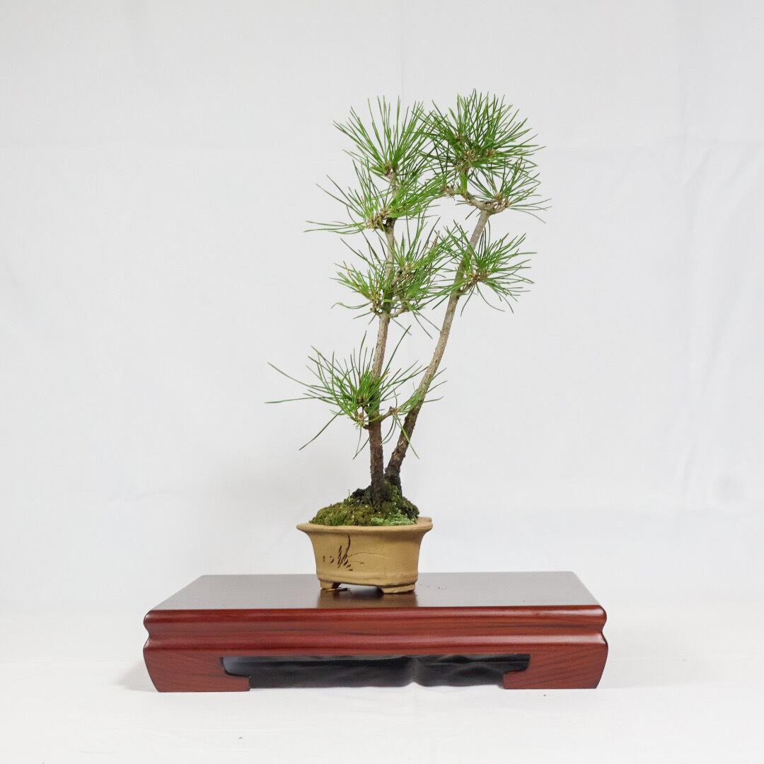 ハートの鉢の黒松盆栽（NA-002） | 和の暮らし盆栽店 | 公式オンライン