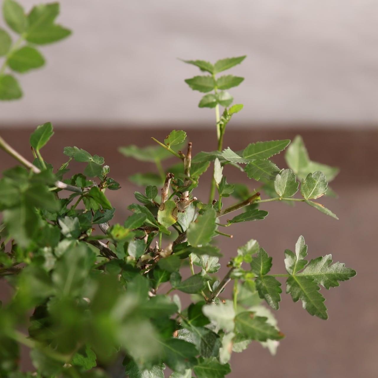 313 剥ける樹皮が魅せる『ブルセラ ファガロイデス Bursera fagaroides