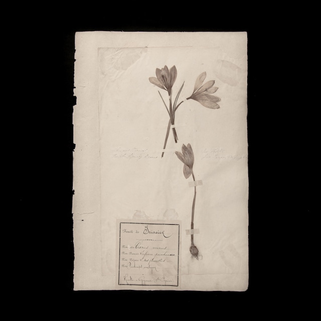 植物の標本 13, 欧州, 19世紀.