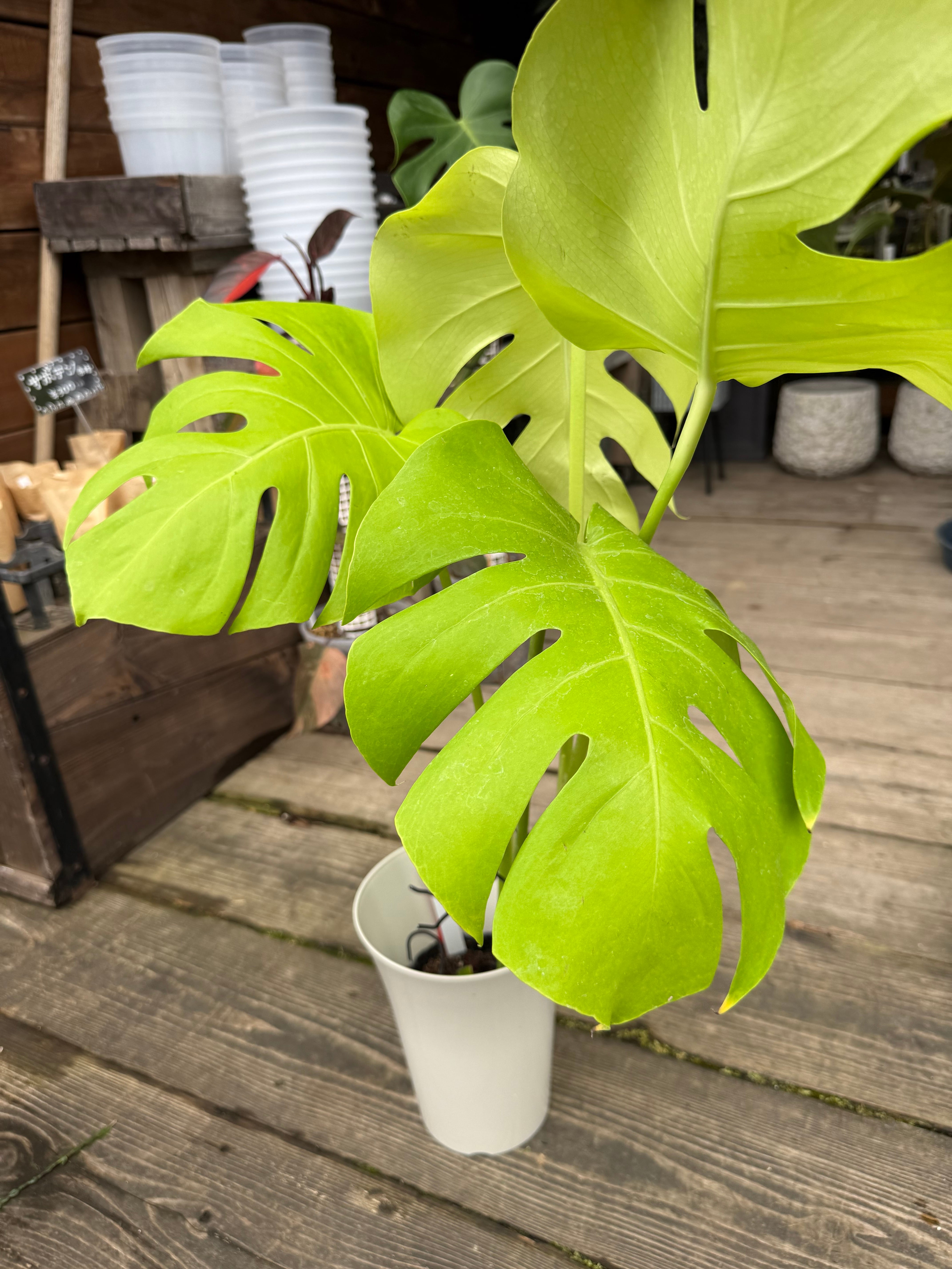 C モンステラ バールマルクスフレーム | MIDORIYA 観葉植物専門店