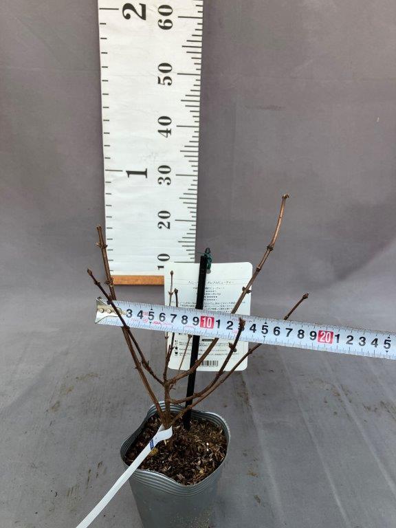 ハニーベリー【ボレアルビューティー】3.5号 | 日本ライン花木センター