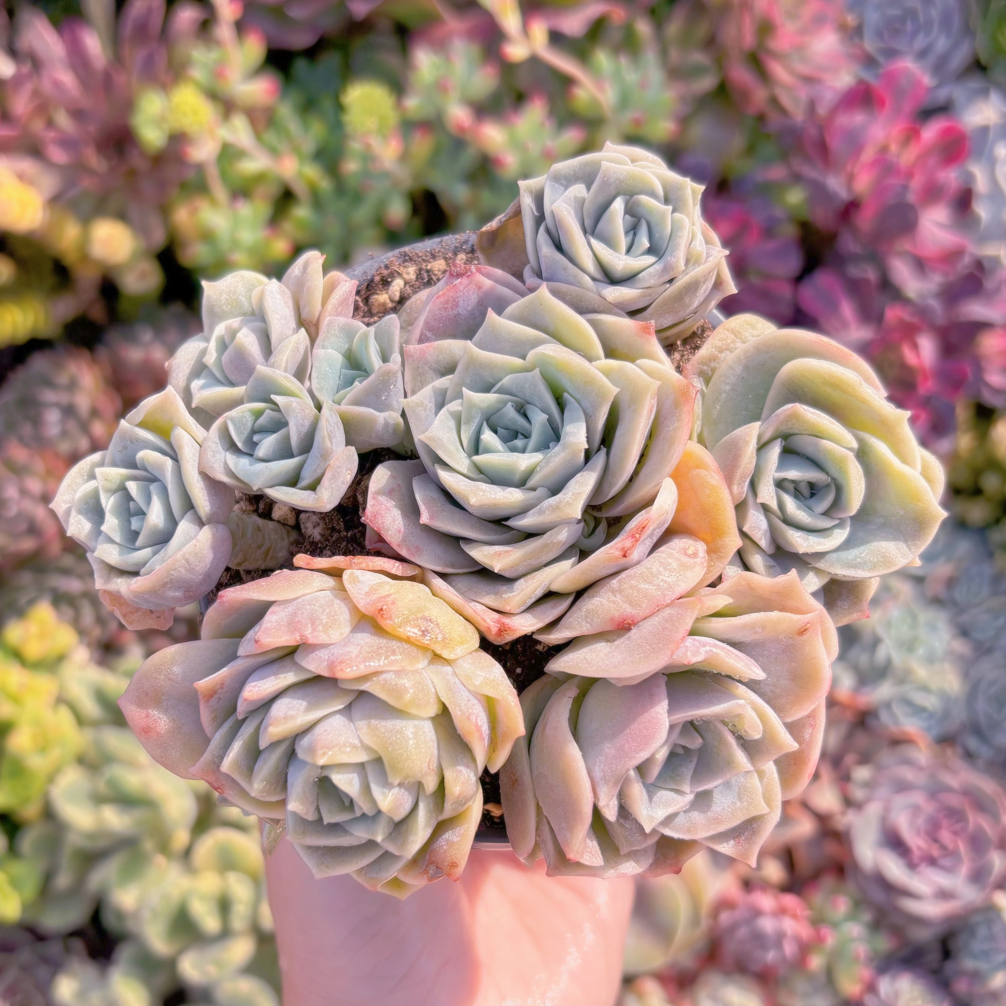 現品　ラブリーローズ#M287　るる農園