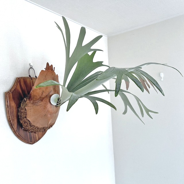 ビカクシダ 白ビフ 板付 【観葉植物 壁掛け コウモリラン】