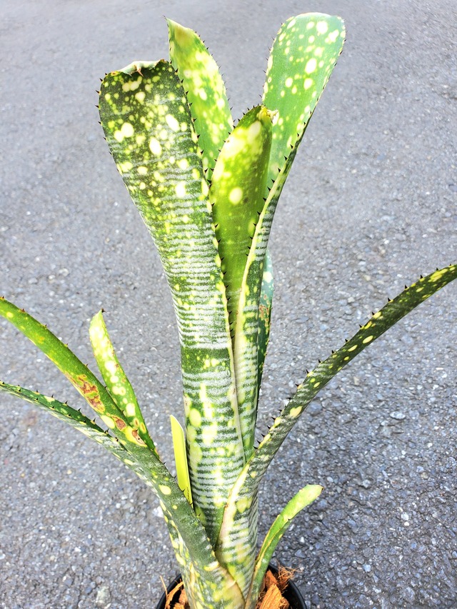 Billbergia Limestone【artPLANTs】  ビルベルギア/タンクブロメリア