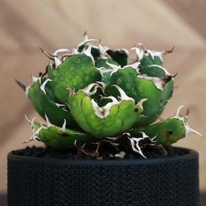 Agave Titanota 白鯨 (White Whale) アガベ チタノタ / 中株(4号鉢)/Lot.001