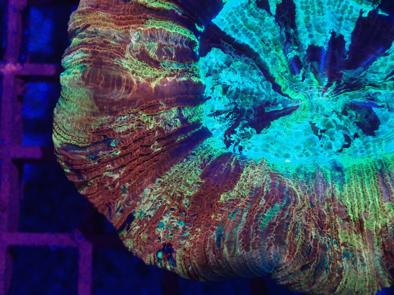 【現地買付】Trachyphyllia geofroy  MakassarRainbow