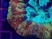 【現地買付】Trachyphyllia geofroy  MakassarRainbow