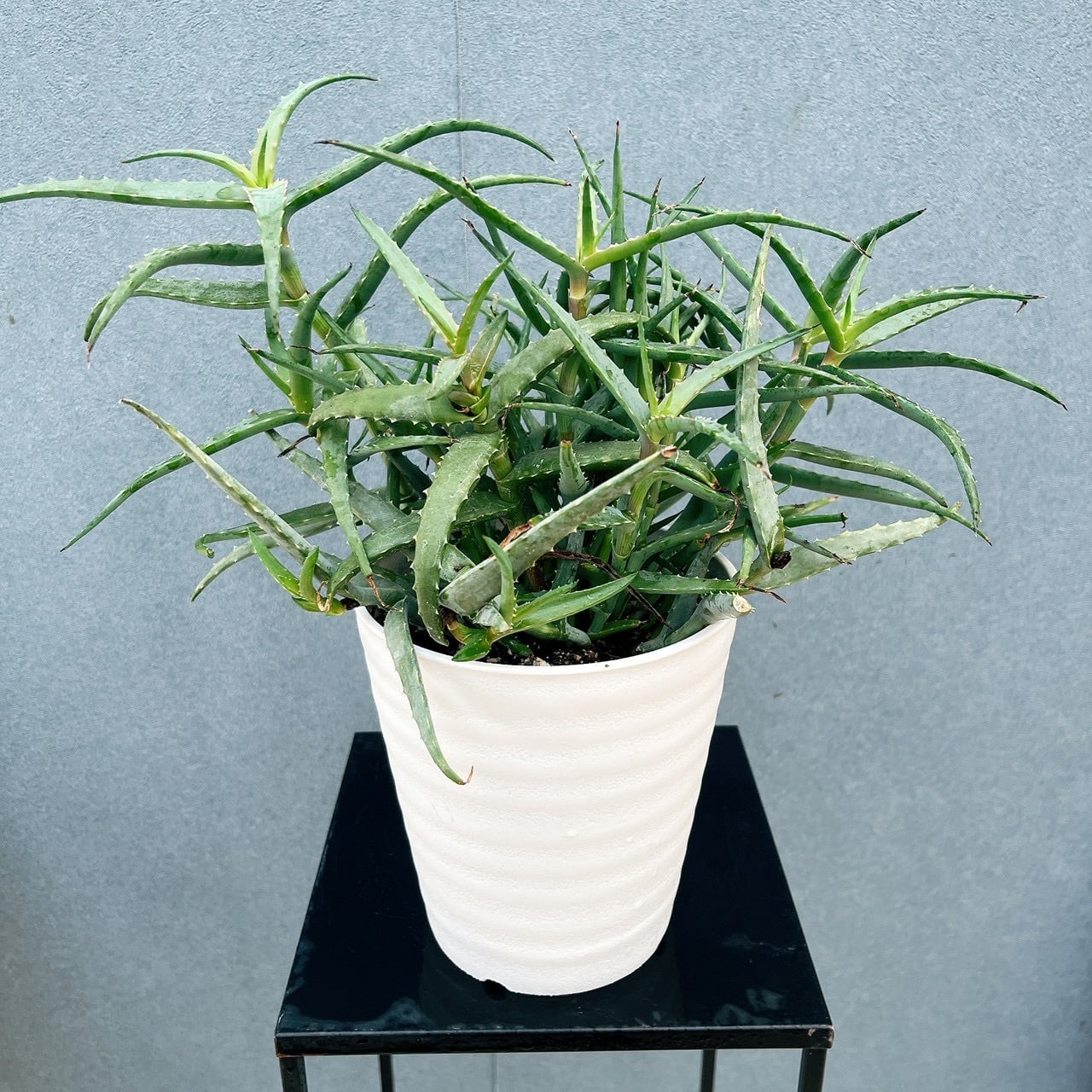 アロエ　ラティフォリア　Aloe maculata v.latifolia Aloe ○アロエ/ラティフォリア○Aloe maculata v.latifolia【09.06