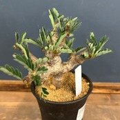 センナ メリディオナリス【520】