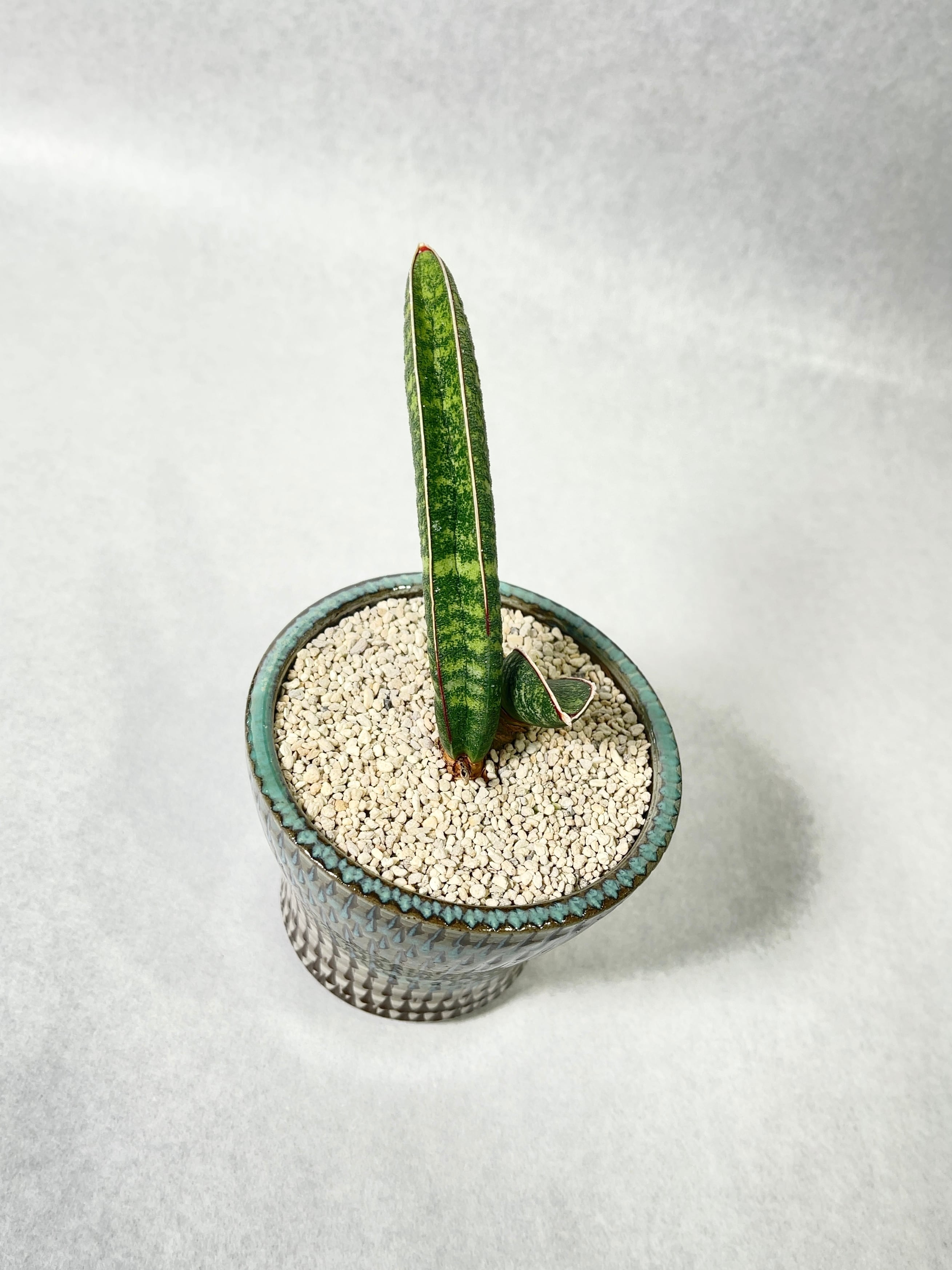 サンセベリア・タンザニアアルシャ | trigger