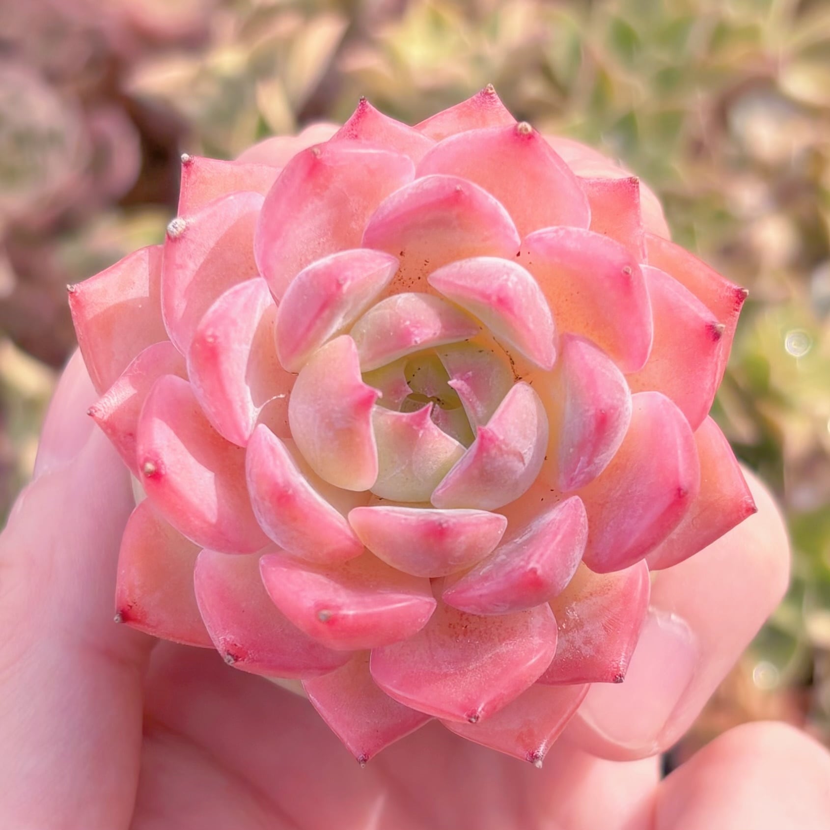 多肉植物　ソクヨン　新入荷　るる農園