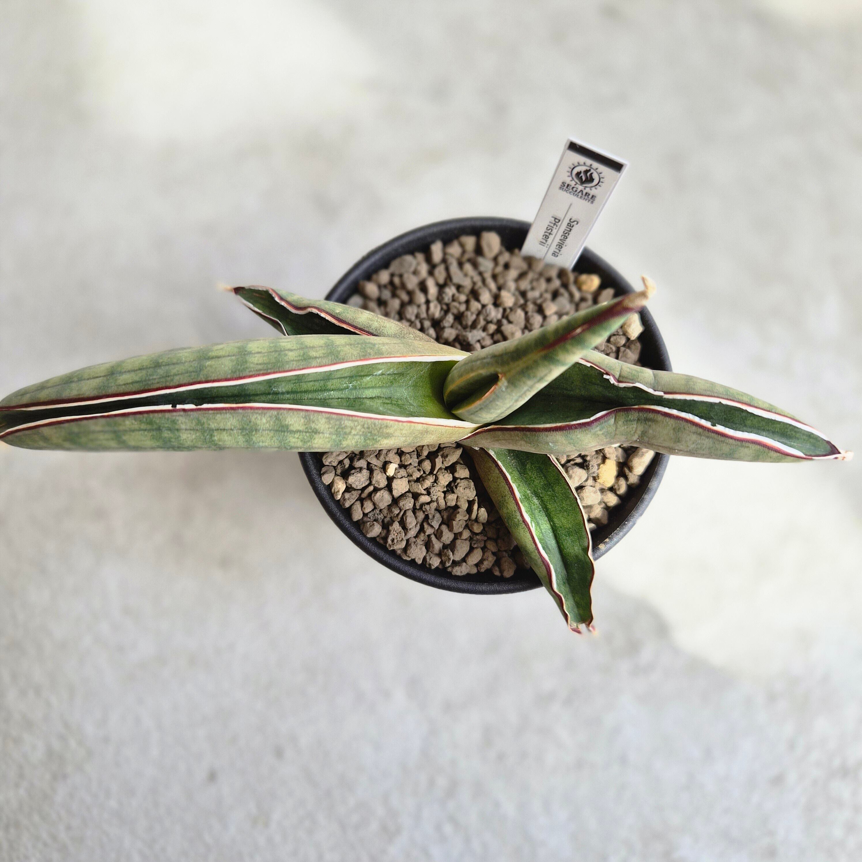 Sansevieria pfeisteri サンスベリア・プフィステリー(M) | Plants Baka