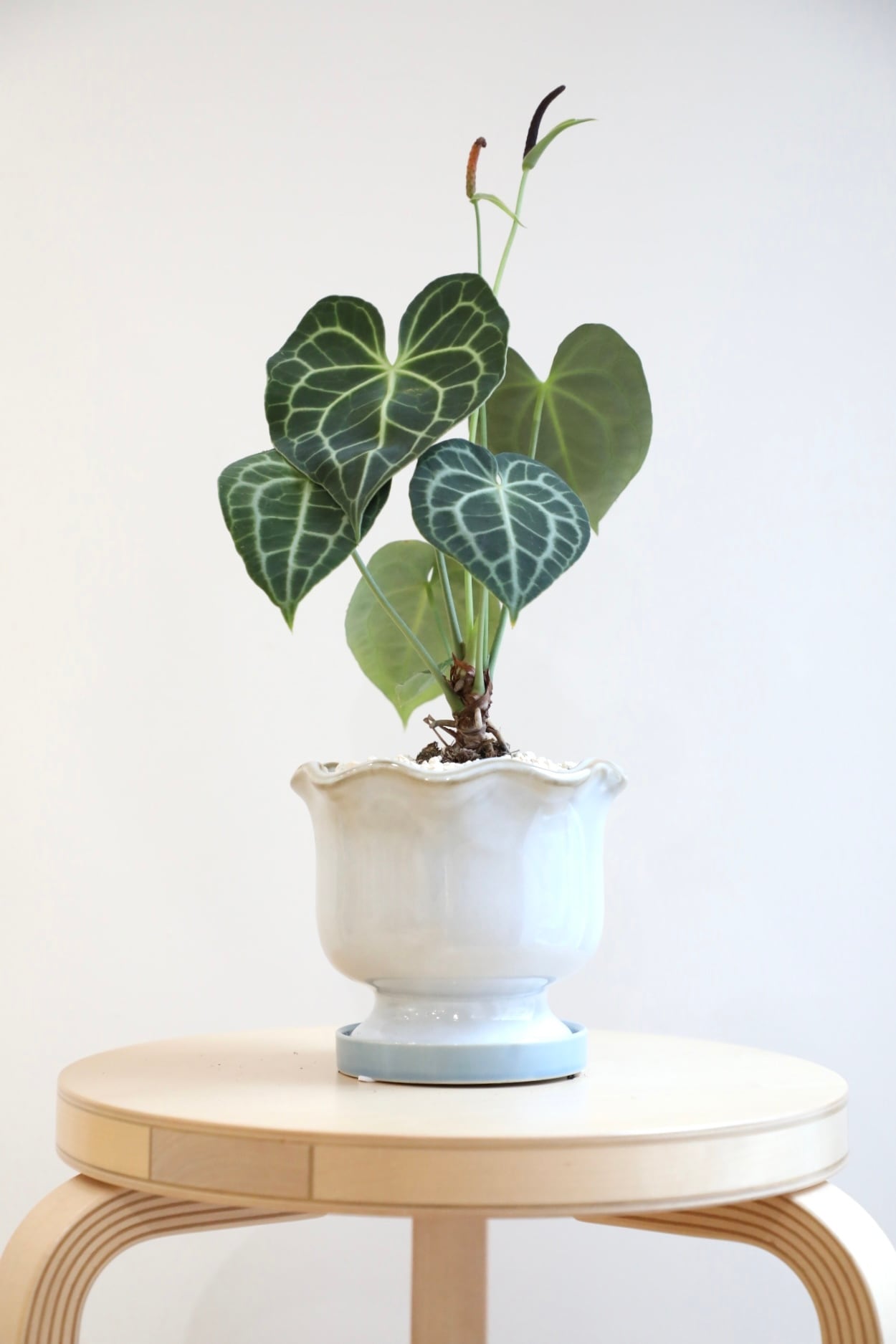 M】アンスリウム クラリネルビウム/Anthurium | 【厳選植物・器