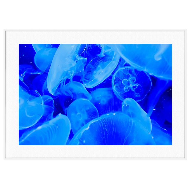 動物写真 クラゲ インテリア アートポスター額装 AS2988