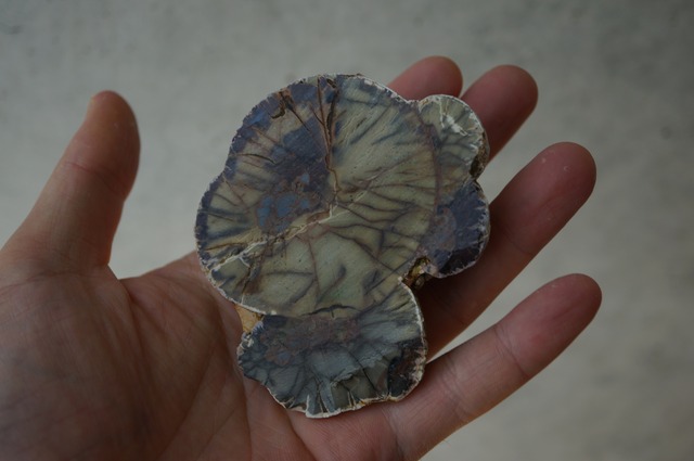 コールドマウンテン・サンダーエッグ Cold Mountain Thunderegg 2364