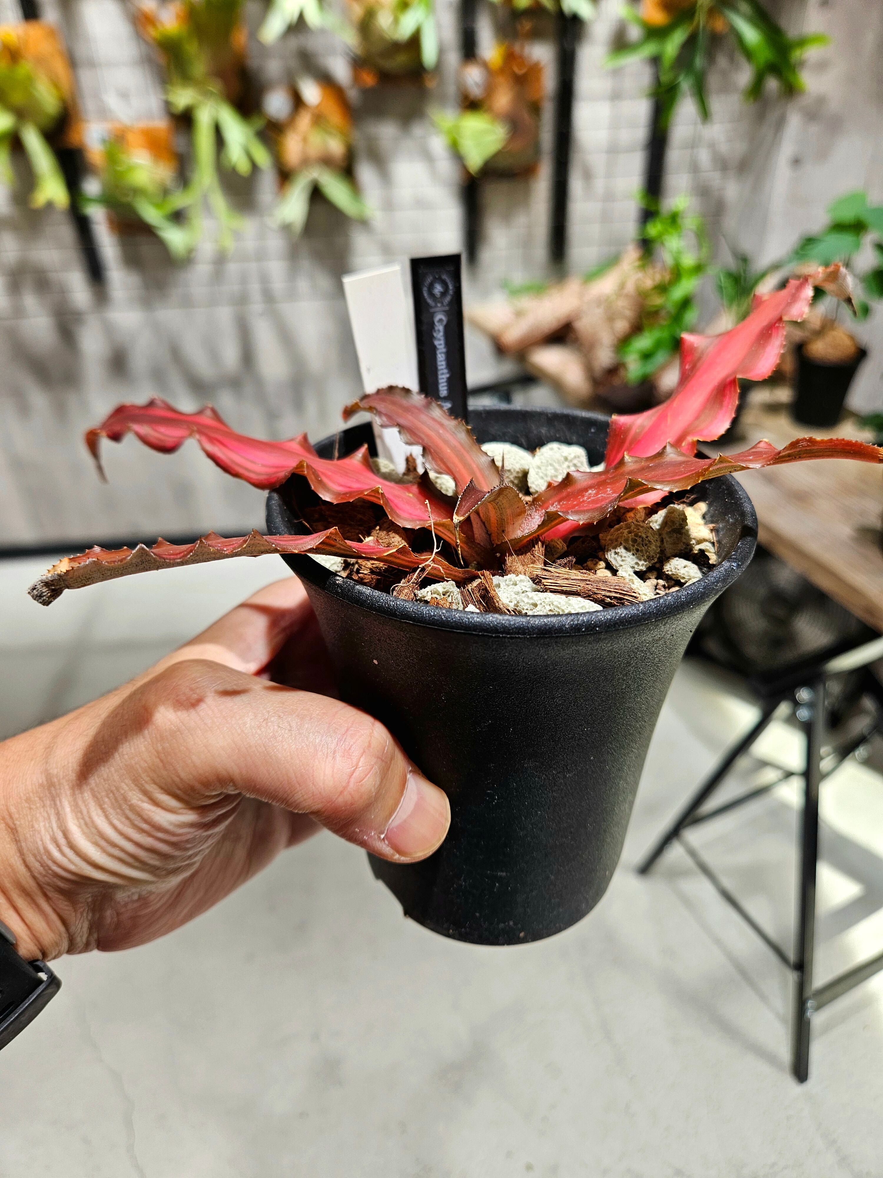Cryptanthus Amazon Sunset 【artPLANTs/PLANTS GARAGE