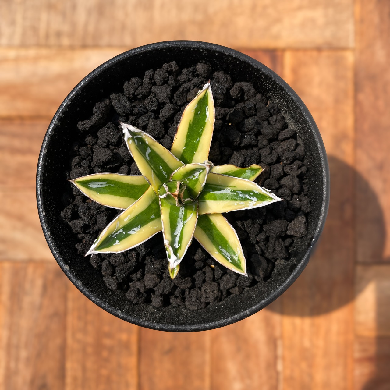 Agave victoriae-reginae 'Kizan'【アガベ・輝山】