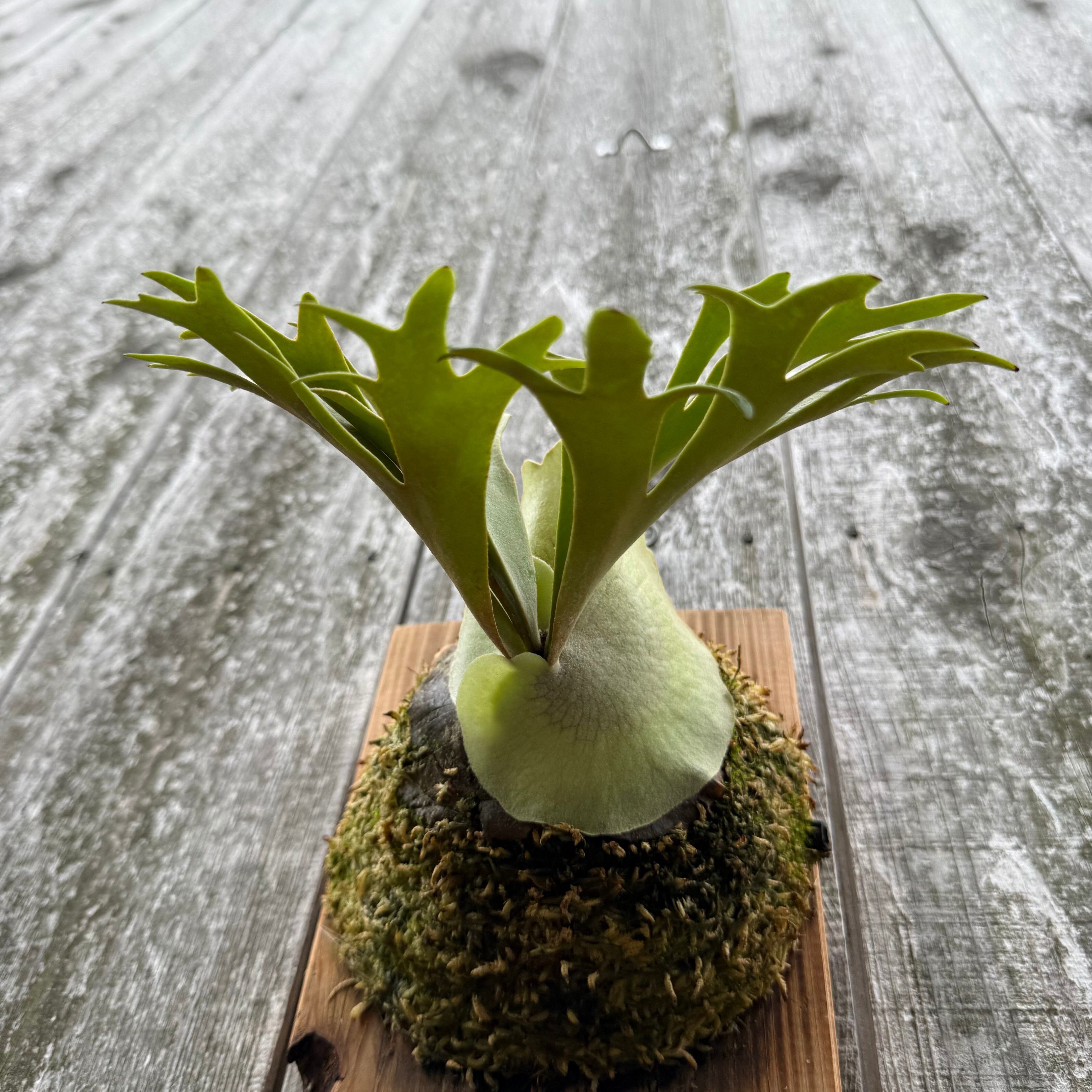 P. willinckii O.M.G sporeling “WASABI” | naturefix