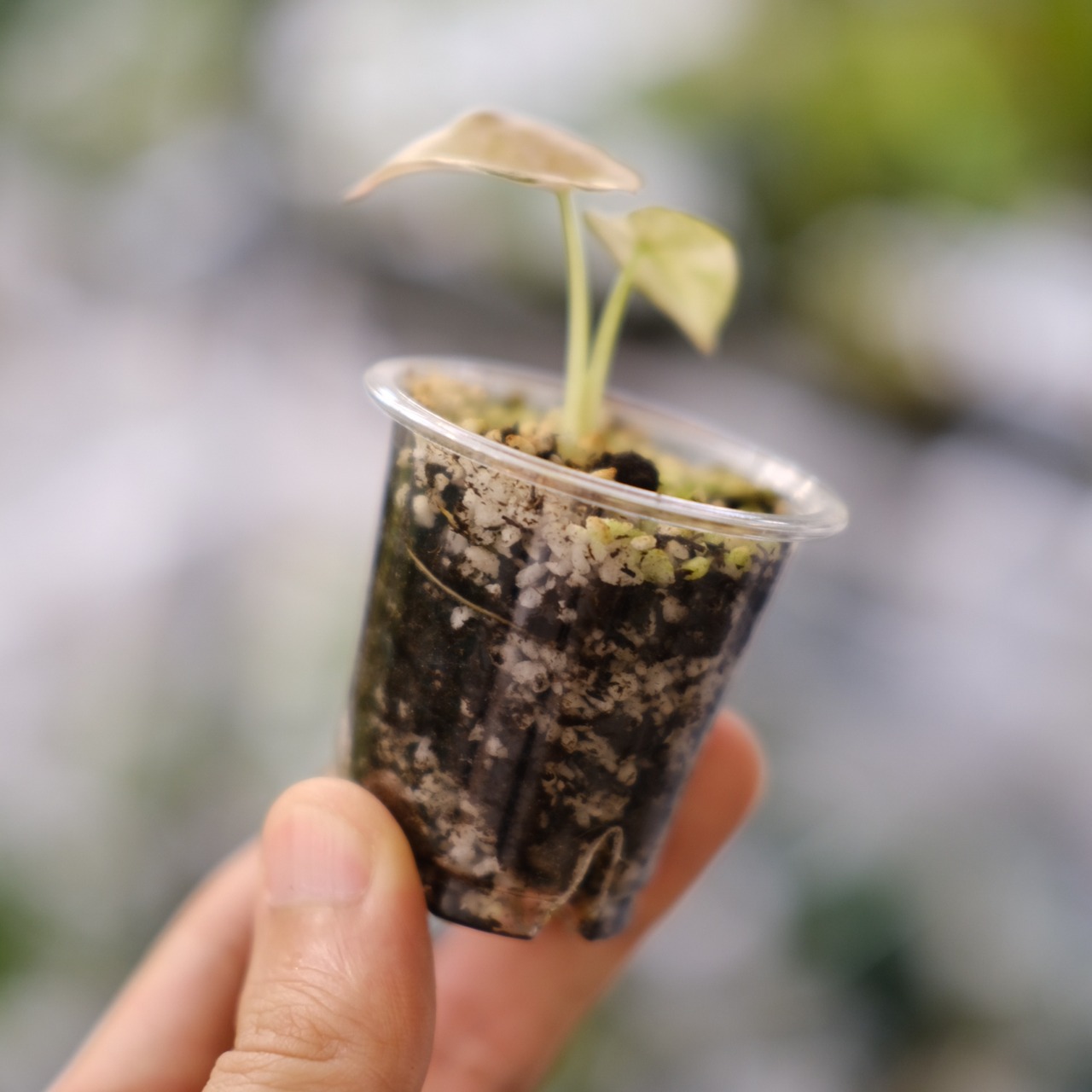 Alocasia cuprea varigated /アロカシア クプレア 斑入り