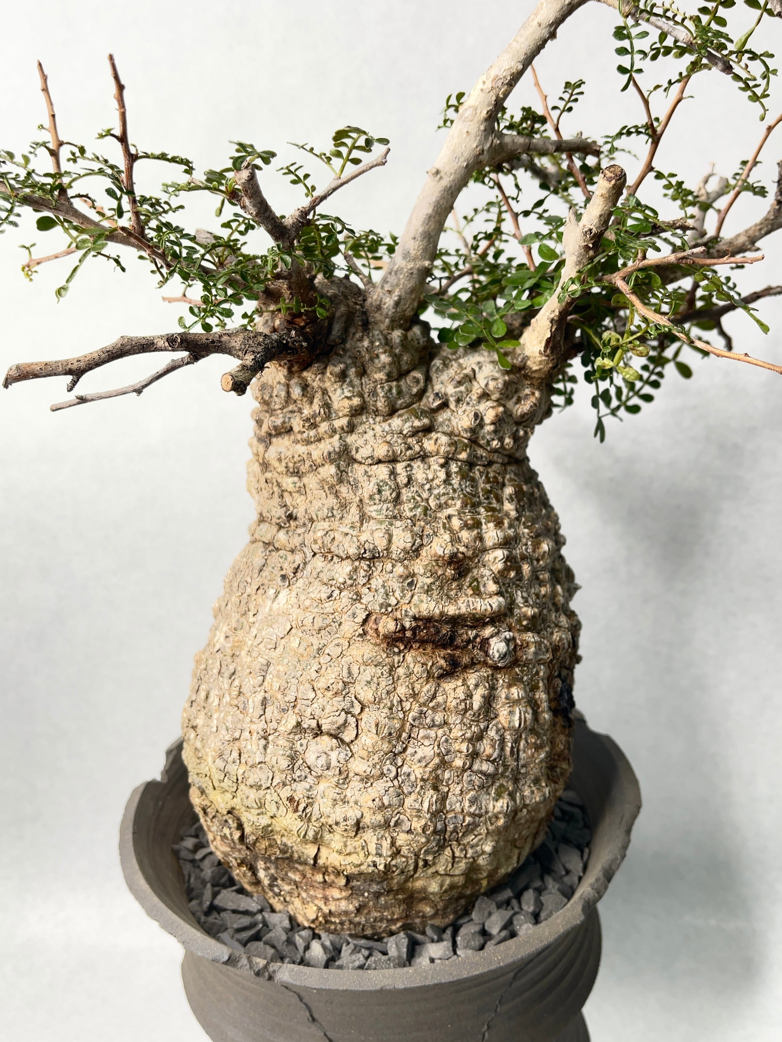 オペルクリカリア　sp. オペルクリカリア・パキプス | trigger