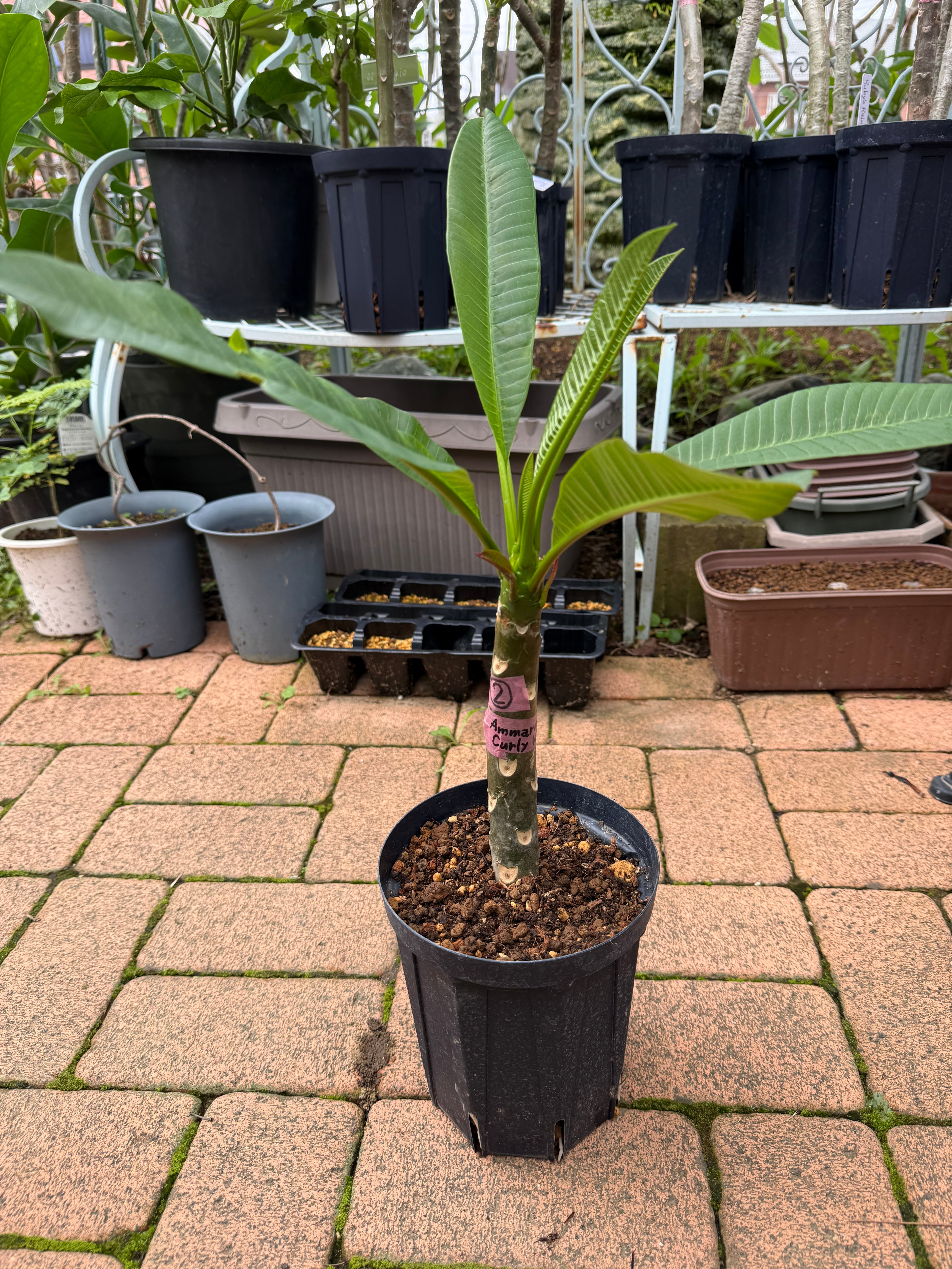 当園産】プルメリア希少品種“Ammaron's Curly White” 5号pot（発根苗