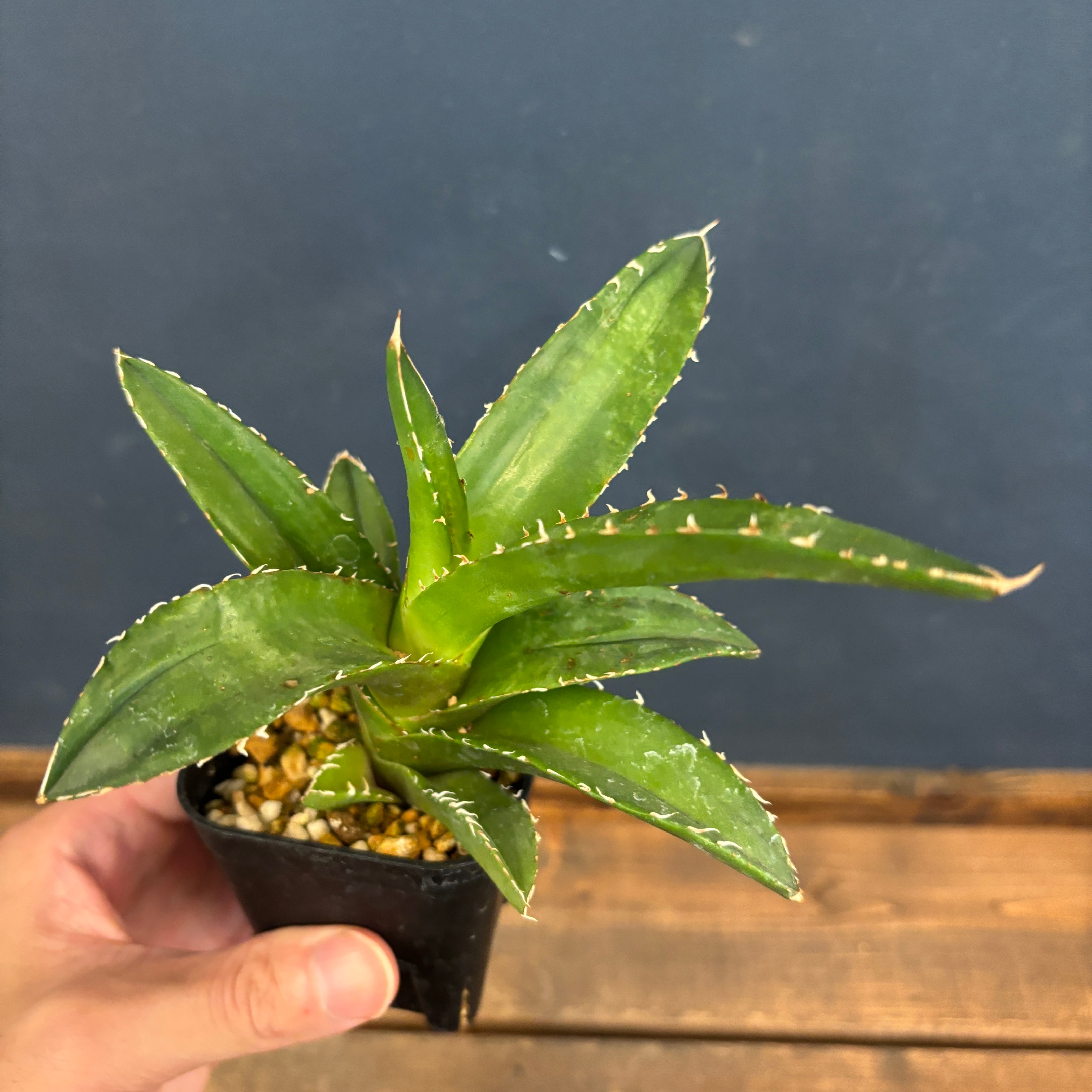 アガベ チタノタの苗 鷹眼 アガベ チタノタ 金鷹【50】 | PROTOLEAF