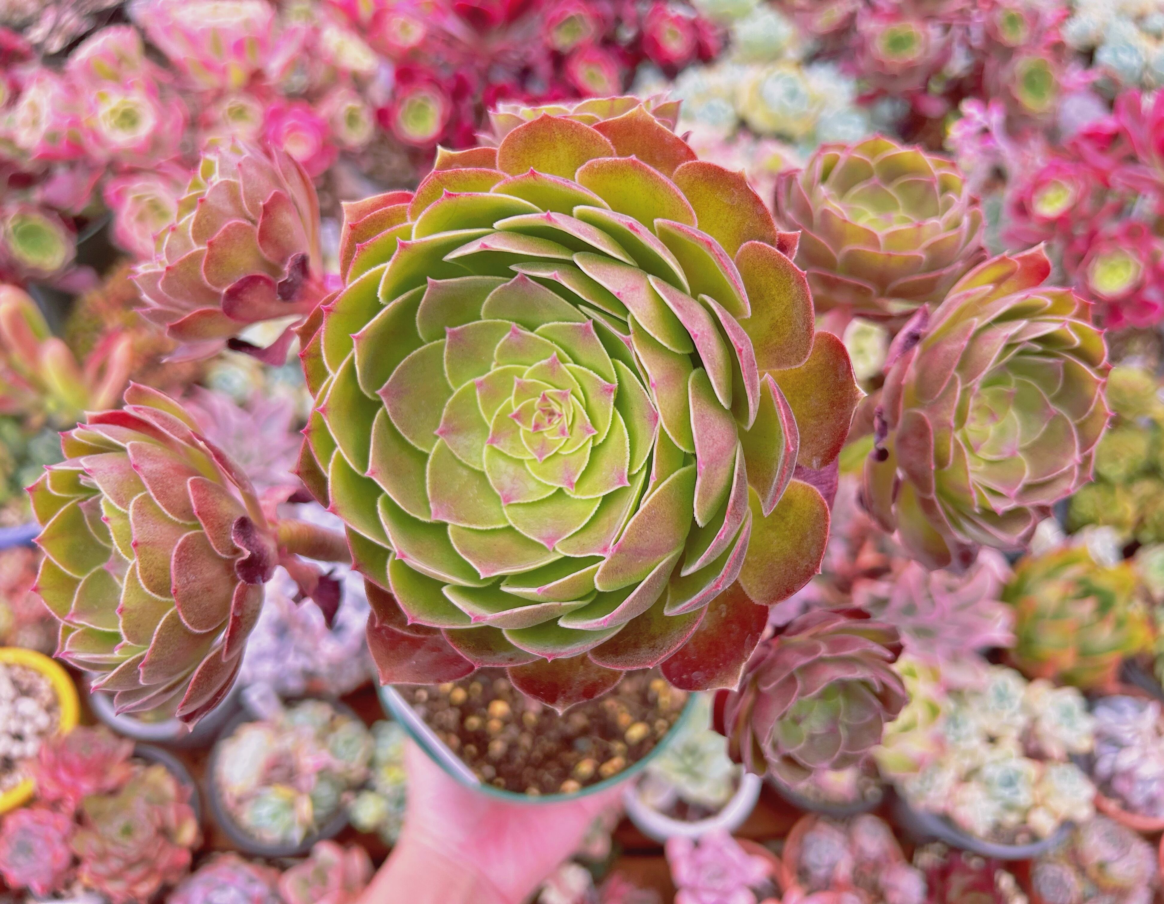 #2191現物　多肉植物　ハロウィン　特大　抜き苗