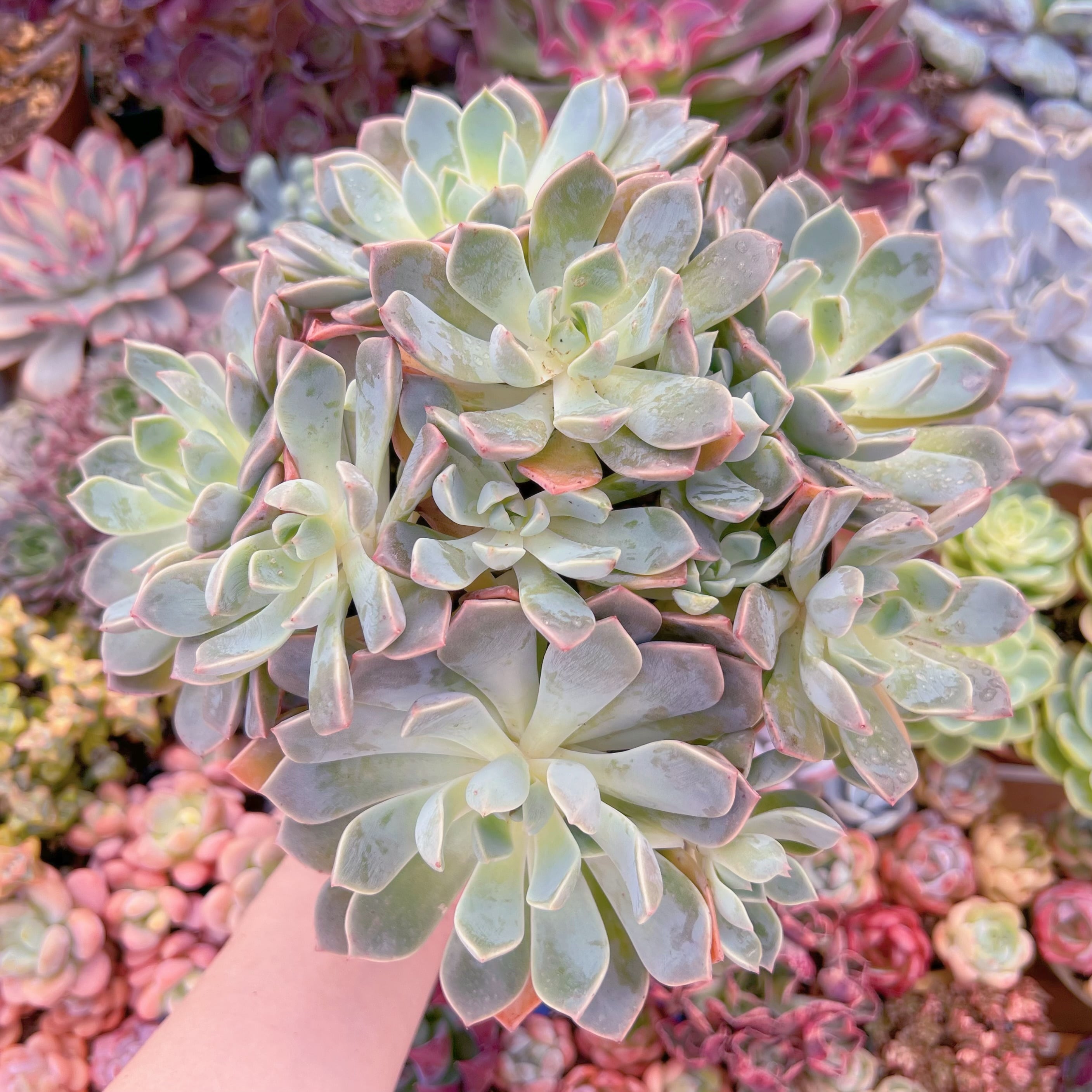 現品 Pretty in Pink#764 特大群生 るる農園 | るる農園~多肉植物専門