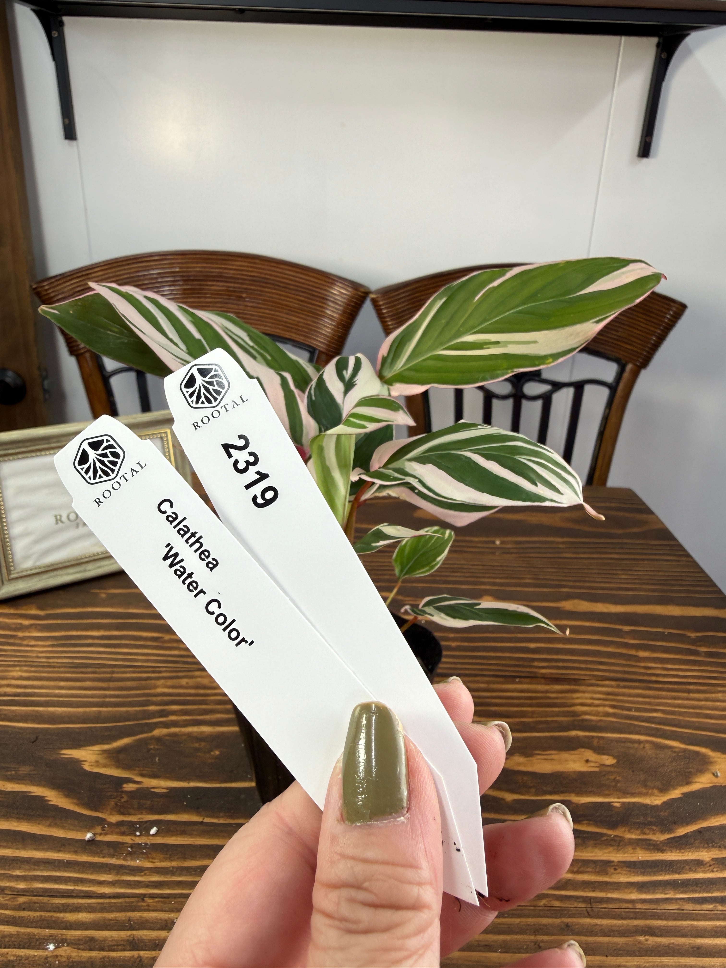 ★2319 カラテア ウォーターカラー(3.5号ポット)