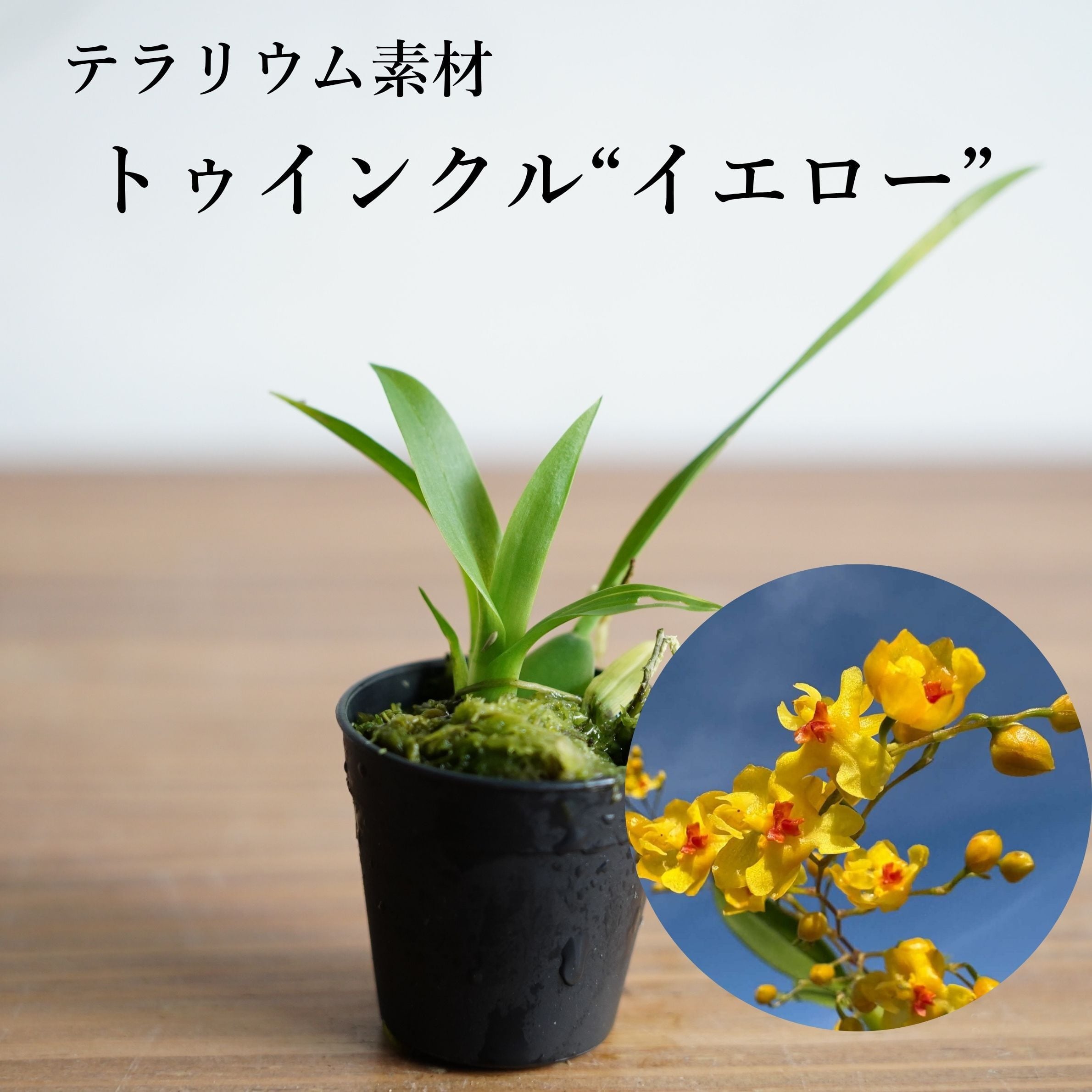 送料無料】Billbergia Domingos Martins×Buchholtzii 〔ビルベルギア