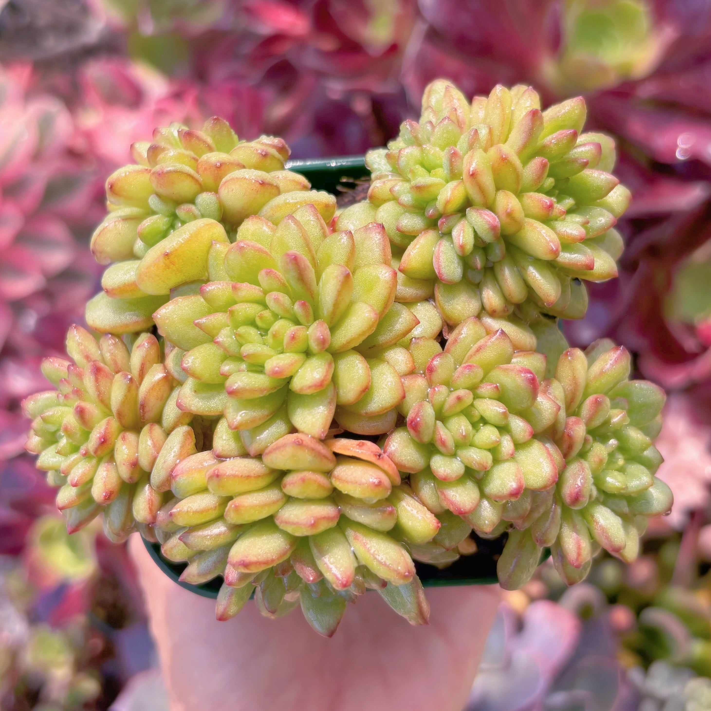 現品　Adam#026　群生　るる農園